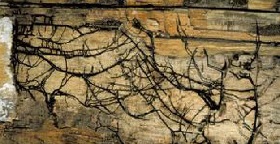 meruliporia incrassate- dry rot fungus